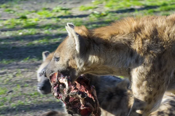 Gespot hyena (Crocuta crocuta) — Stockfoto