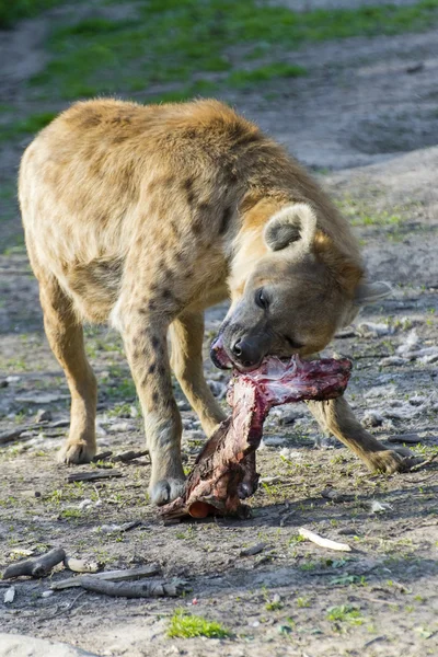 Gespot hyena (Crocuta crocuta) — Stockfoto