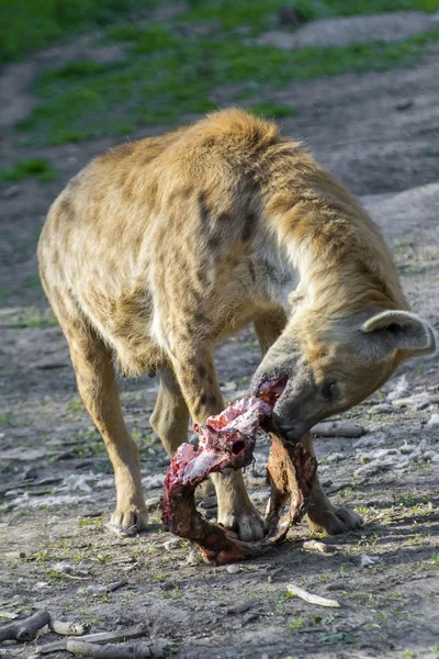 Sittande hyena (Crocuta crocuta)) — Stockfoto