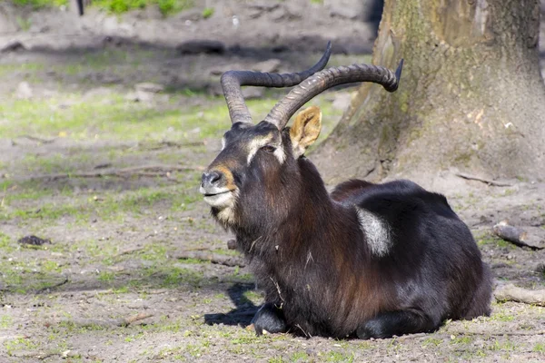 Nile lechwe (Fabhus megaceros) ) — стоковое фото