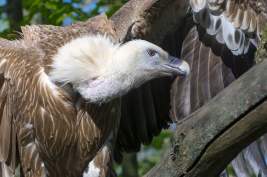 Griffon akbabası (Gyps fulvus)