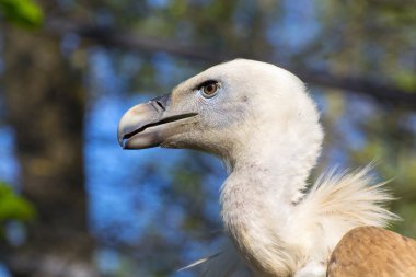 Griffon akbabası (Gyps fulvus)