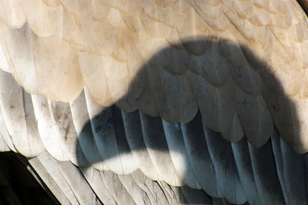 Buitre leonado (Gyps fulvus) — Foto de Stock