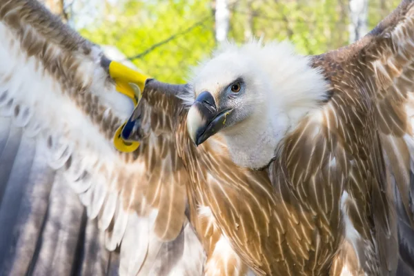 Buitre leonado (Gyps fulvus) —  Fotos de Stock