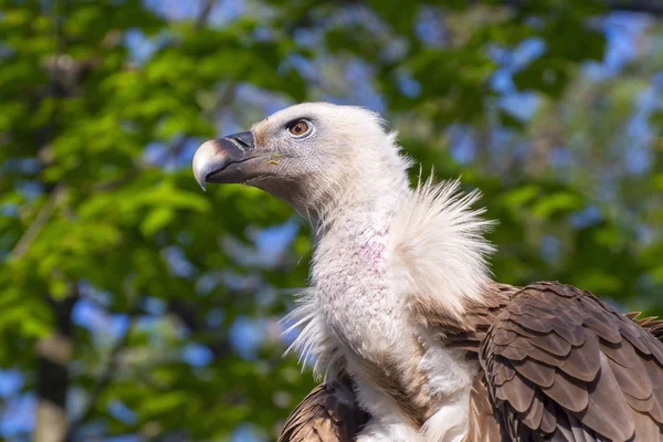 Buitre leonado (Gyps fulvus) —  Fotos de Stock