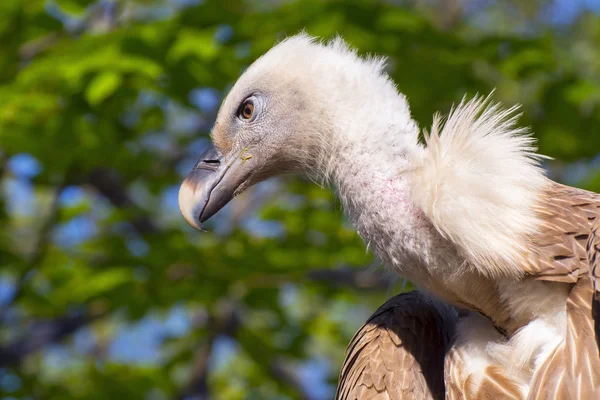 Griffon akbabası (Gyps fulvus) — Stok fotoğraf