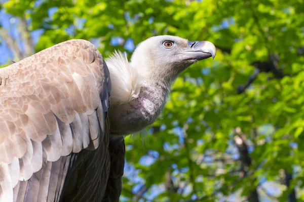 Griffon akbabası (Gyps fulvus) — Stok fotoğraf