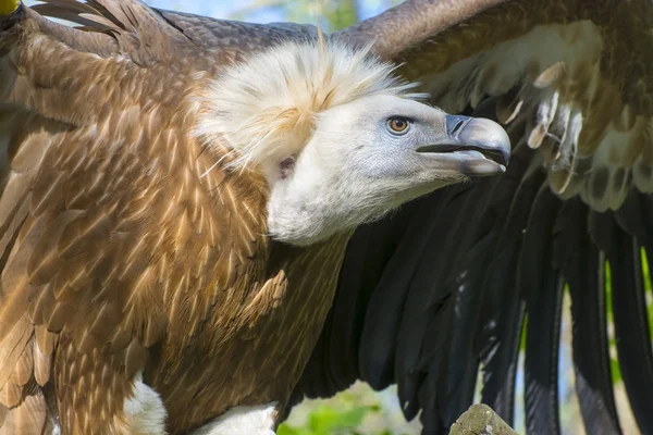 Gänsegeier (Gyps fulvus)) — Stockfoto