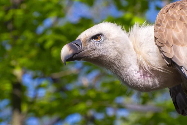 Grågam (Gyps fulvus)) — Stockfoto