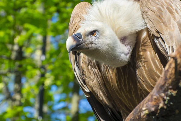 格里芬秃鹫(Gyps fulvus)) — 图库照片