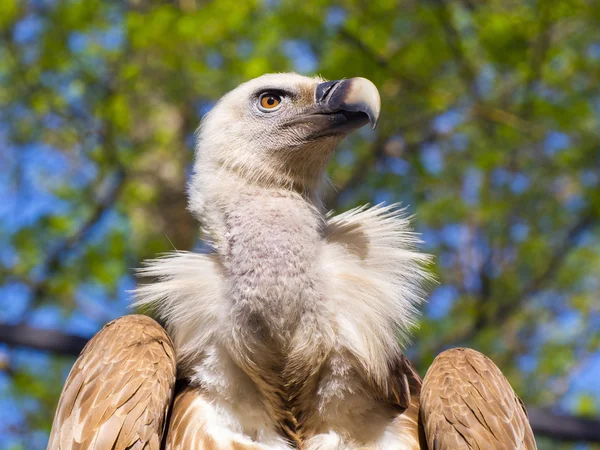 Griffon vulture (Gyps fulvus) — Stock Photo, Image