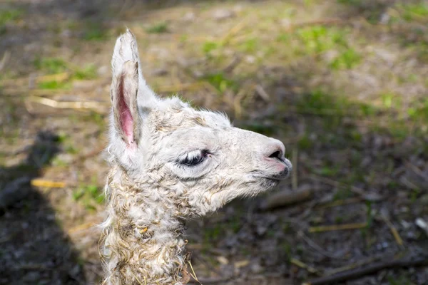 Lamadjur (Lama glama) baby — Stockfoto