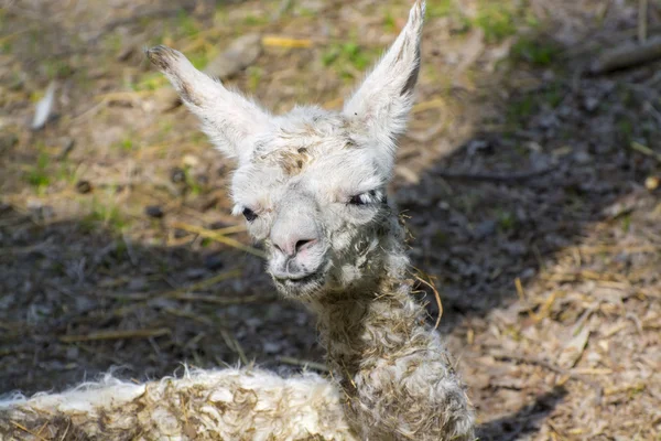 Ребенок ламы (Lama glama) — стоковое фото