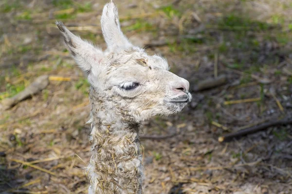 Llama (Lama glama) baby — Stock Photo, Image