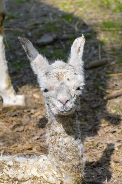 Lamadjur (Lama glama) baby — Stockfoto