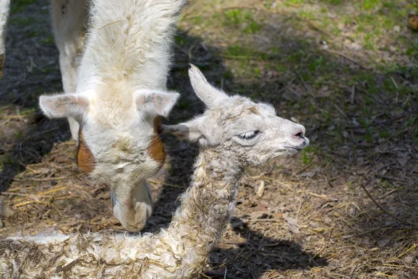 Lama (Lama glama) dítě — Stock fotografie