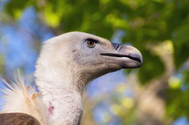 Griffon akbabası (Gyps fulvus)