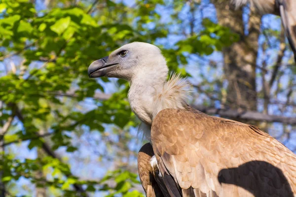 Gänsegeier (Gyps fulvus)) — Stockfoto