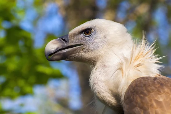 Griffon vulture (Gyps fulvus) — Stock Photo, Image