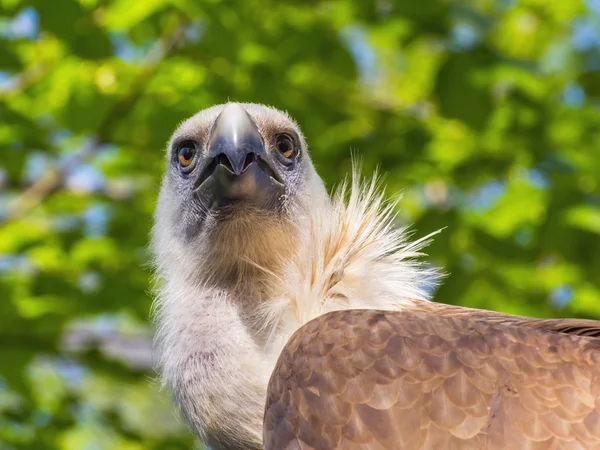 格里芬秃鹫(Gyps fulvus)) — 图库照片