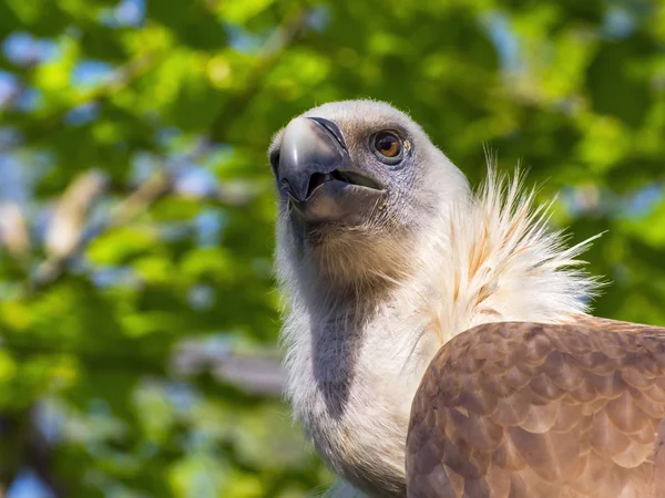 格里芬秃鹫(Gyps fulvus)) — 图库照片