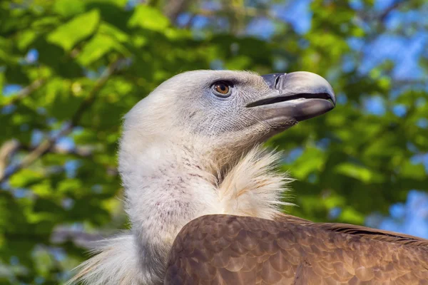 格里芬秃鹫(Gyps fulvus)) — 图库照片