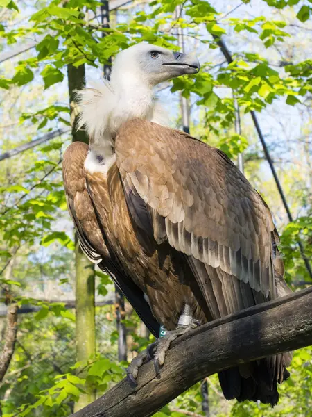 Griffon akbabası (Gyps fulvus) — Stok fotoğraf