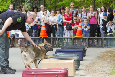 Sniffer köpek gösterisi