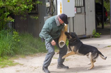 Çalışma köpek gösterisi