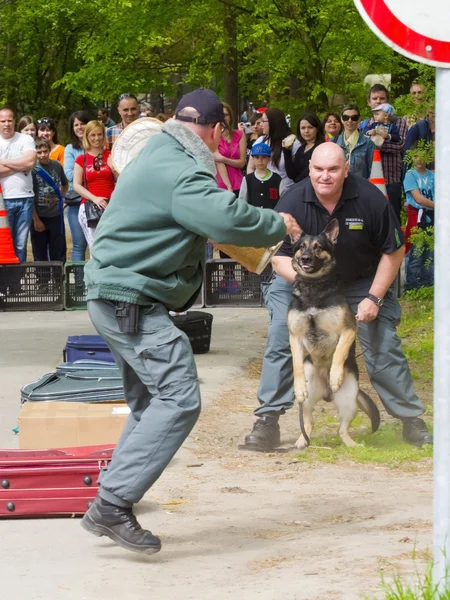 Exposition de chien de travail — Photo