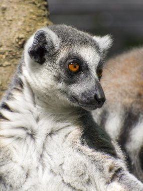 Halka kuyruklu lemur (Lemur catta)