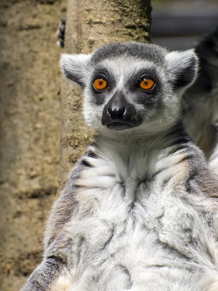 Ringstaartmaki (Lemur catta)) — Stockfoto