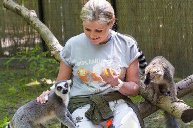 Feeding lemurs clipart
