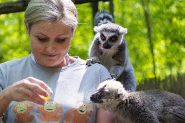 Lemurlar besleme