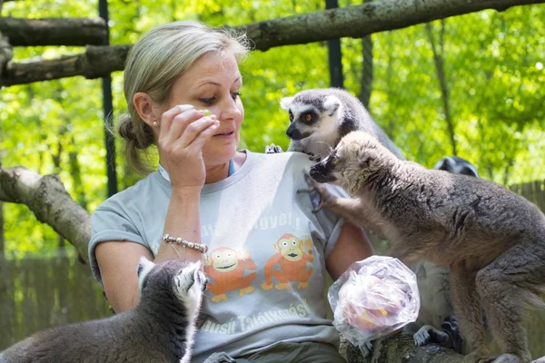 Feeding lemurs — Stock Photo, Image