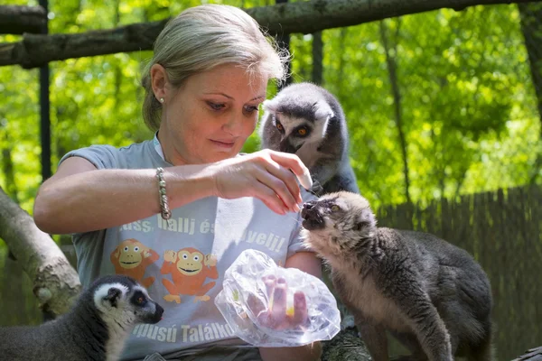 Feeding lemurs — Stock Photo, Image