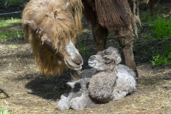Newborn Bactrian camel (Camelus bactrianus) — Stock Photo, Image