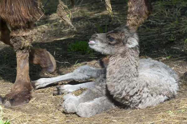 Newborn Bactrian camel (Camelus bactrianus) — Stock Photo, Image