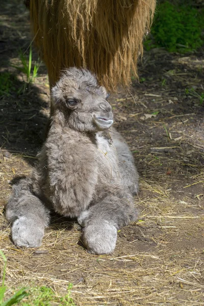 Новорожденный бактрийский верблюд (Camelus bactrianus) ) — стоковое фото