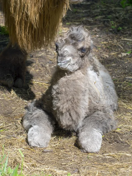 Newborn Bactrian camel (Camelus bactrianus) — Stock Photo, Image