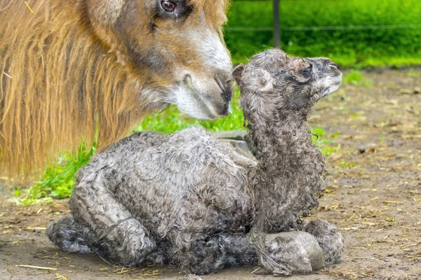 Newborn Bactrian camel (Camelus bactrianus) — Stock Photo, Image