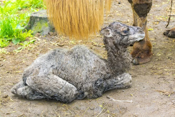 Newborn Bactrian camel (Camelus bactrianus) — Stock Photo, Image