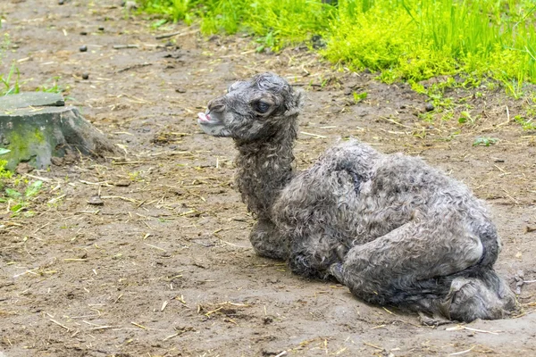 Newborn Bactrian camel (Camelus bactrianus) — Stock Photo, Image