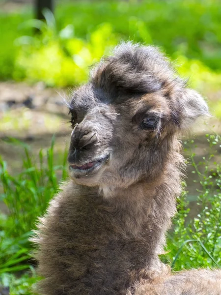 Portrait of a camel baby — Stock Photo, Image