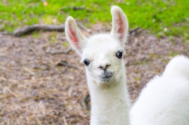 Lama (Lama glama) bebek