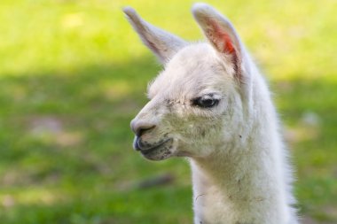 Lama (Lama glama) bebek