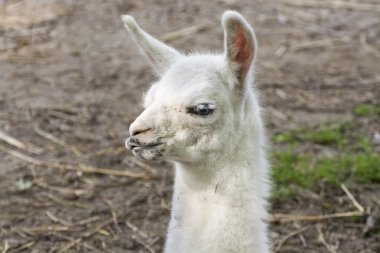 Lama (Lama glama) bebek