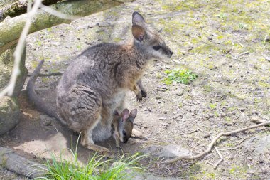 Tammar wallaby (Macropus eugenii) with baby clipart