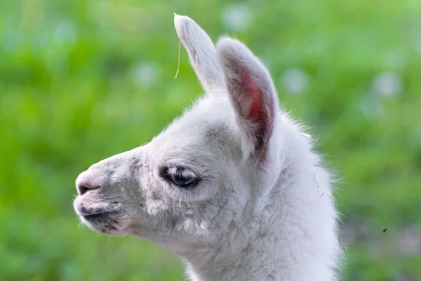 Lama (lama glama) baby — Stockfoto