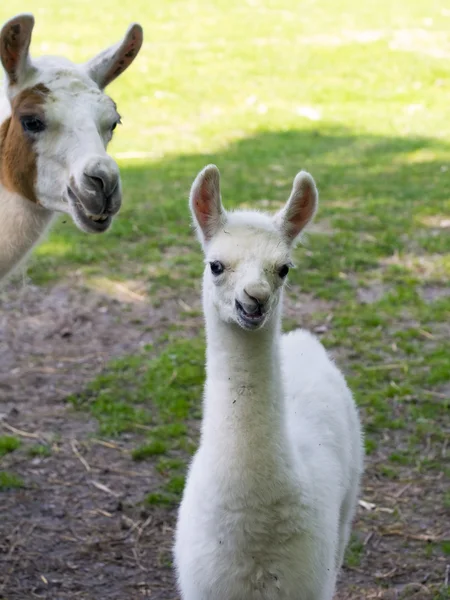 Lama (Lama glama) dítě — Stock fotografie